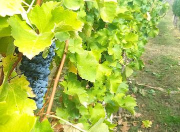 serbia/jablanica/bar/cavkin-vinograd