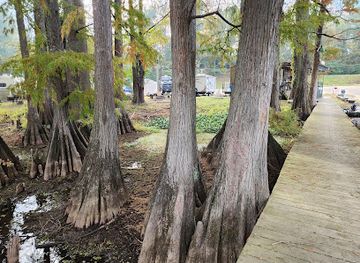 louisiana/caddo-lake/bar/drift-inn-landing