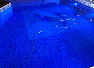 bulgaria/danubian-plain/bar/shenol-shakirov