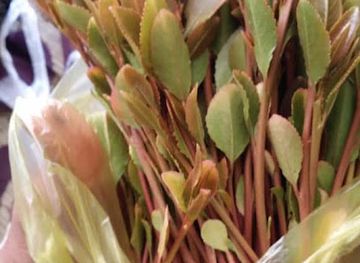 yemen/sana-a/bar/alsharabi-l-lqat-alirhabi