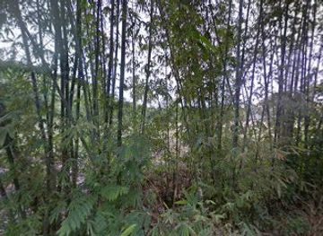 philippines/chocolate-hills/bar/rosita-and-teddy-store