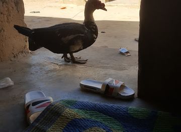 senegal/matam/bar/restau-badiene-sop-fallou-mb