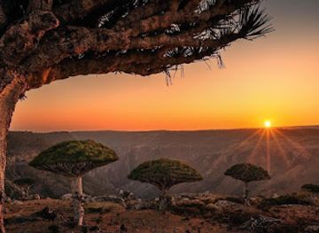 yemen/socotra-archipelago/bar/travel-to-socotra