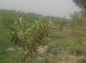 pakistan/seraiki-wasaib/bar/sabir-hussain-kbr