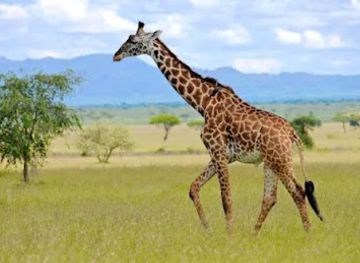 somalia/middle-juba/bar/salagle