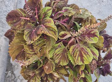 albania/kurbin/bar/disney-land