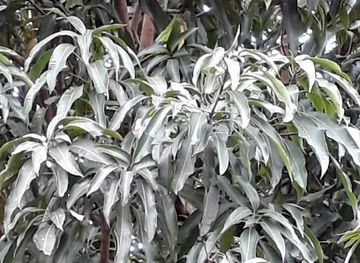 brazil/chapada-dos-guimaraes-national-park/bar/joao-pedro-botelho-restaurante