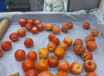 eritrea/zoba-gash-barka/bar/bar-mihret-mered