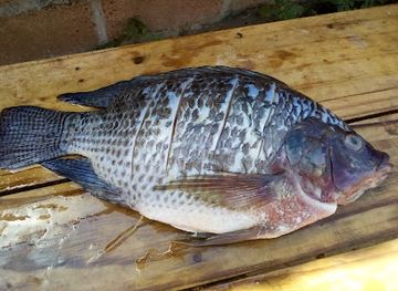 burkina-faso/sindou-peaks/bar/maquis-welcome