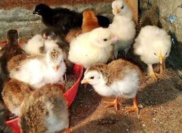 mali/bamako/bar/baguineda