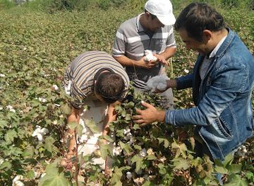 tajikistan/istaravshan/bar/tutovnaya-plantatsiya-babayeva-farrukha