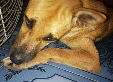 indonesia/maluku/bar/bonex-langgur