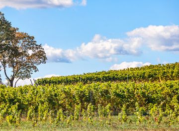 poland/lubusz-land/bar/lubuskie-centrum-winiarstwa