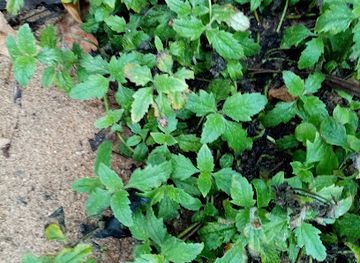 ghana/keta/bar/christyle-locals-continentals