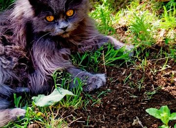 pakistan/kalash-valley/bar/safir-khan-resturent