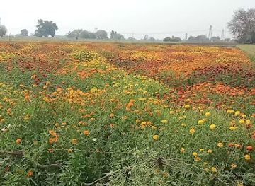 india/kanpur/bar/lounge-bars