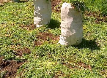 algeria/constantine/bar/restaurant-touareg