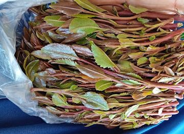 yemen/al-hudaydah/bar/