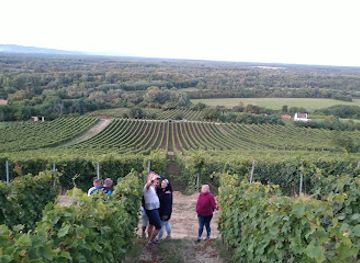 hungary/tokaj-wine-region/bar/himesudvar-winery