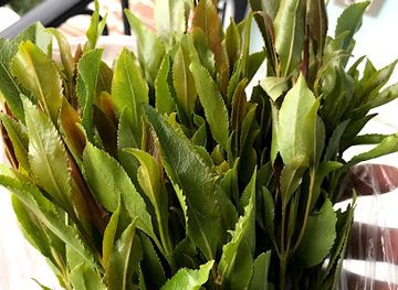 ethiopia/somali-region/bar/