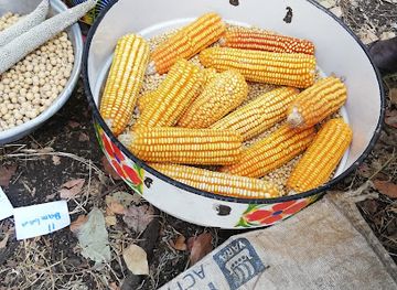 ghana/upper-west-region/bar/focus-bar