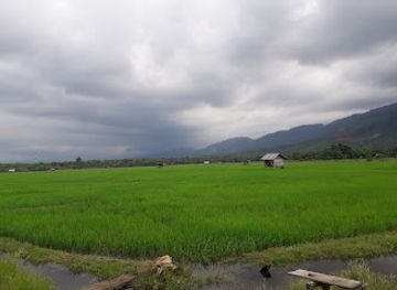 indonesia/sulawesi/bar/eppe-persikaya-ungkaya-morowali-sulawesi-tengah-indonesia