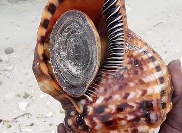 the-bahamas/bimini-islands/bar/alamo-s-coconut-bar-grill