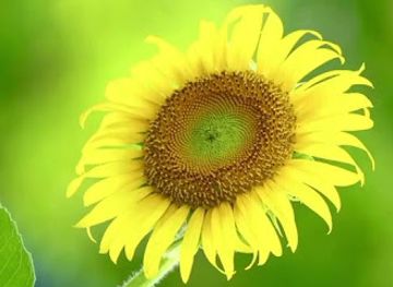 libya/sabha/bar/turkish-restaurant