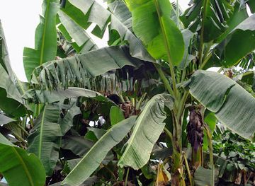 equatorial-guinea/pico-basile/bar/la-isla-bonita