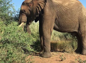 south-africa/pilanesberg-national-park/bar/black-rhino-game-reserve