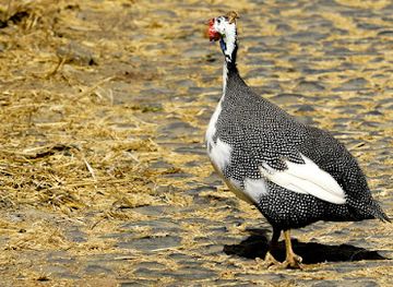 cabo-verde/assomada/bar/espaco-ecologico-nhagar