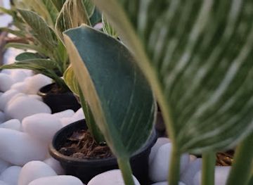 india/jaipur/amer/bar/nasha-the-roof-top-bar