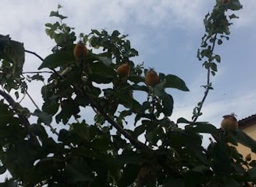 uzbekistan/syrdarya-region/bar/faravon-kafe