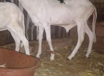 mauritania/gorgol/bar/fast-foot-kanel