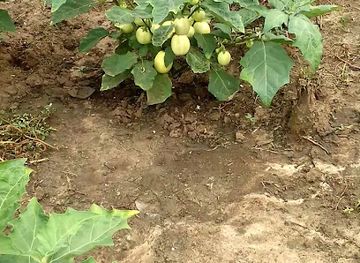 cote-d-ivoire/montagnes/bar/le-pub-and-co