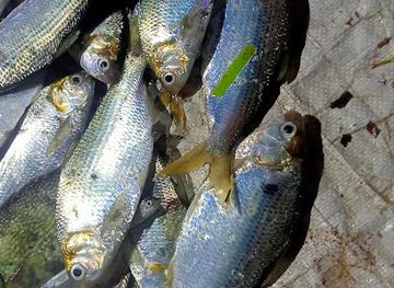 brunei/jerudong-park-playground/bar/nasi-katok-pusing-lagi