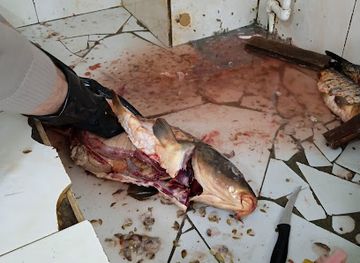 turkmenistan/repetek-nature-reserve/bar/altyn-balyk-dukany