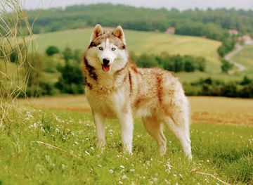 tunisia/chott-el-jerid/bar/mouheb
