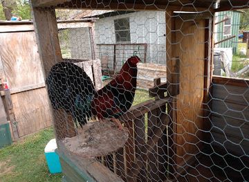 oklahoma/lake-texoma/bar/mohawk