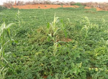 somalia/mudug/bar/guriga-caasho-diirshe