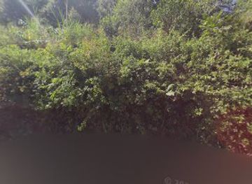 india/valley-of-flowers-national-park/bar/khira-beera