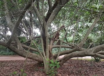 zimbabwe/bvumba-botanical-gardens/bar/harare-botanical-gardens