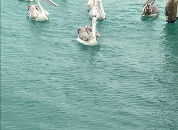 saudi-arabia/farasan-islands/bar/farsan