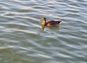 serbia/ada-ciganlija/bar/splav-sportista