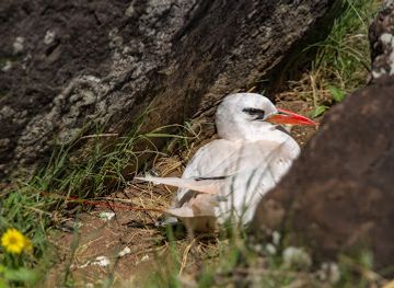 norfolk-island/phillip-island/bar/phillip-island