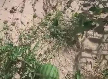 somalia/middle-shabelle/bar/garaswayne-cadale-shabellaha-dhexe