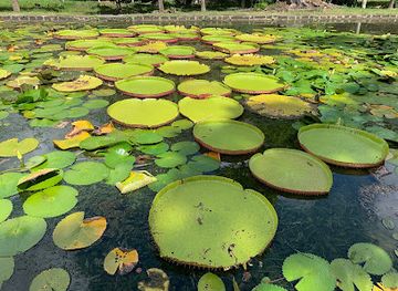 mauritius/pamplemousses-botanical-garden/bar/botanic-resto