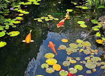 costa-rica/sarapiqui/bar/chilamate-sarapiqui