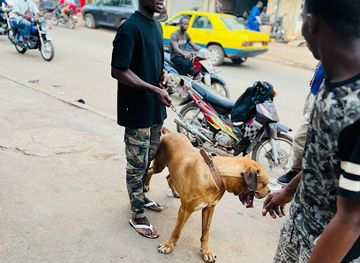 mali/boucle-du-baoule-national-park/bar/queen-club