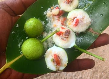 papua-new-guinea/west-sepik-region/bar/leeghwah-beach